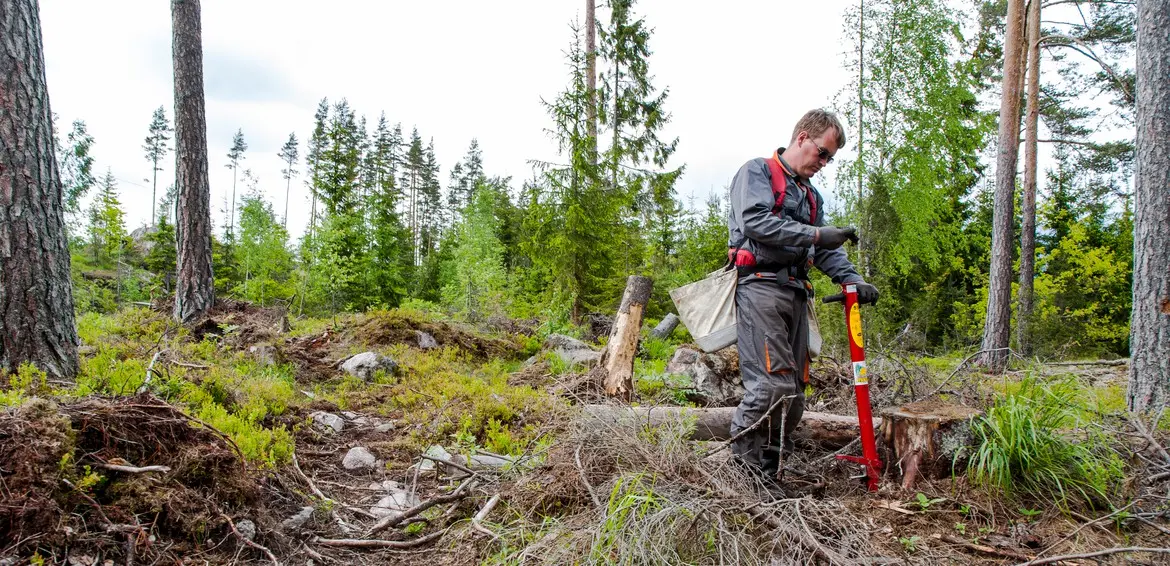 Plantör. Foto: Thomas Adolfsén