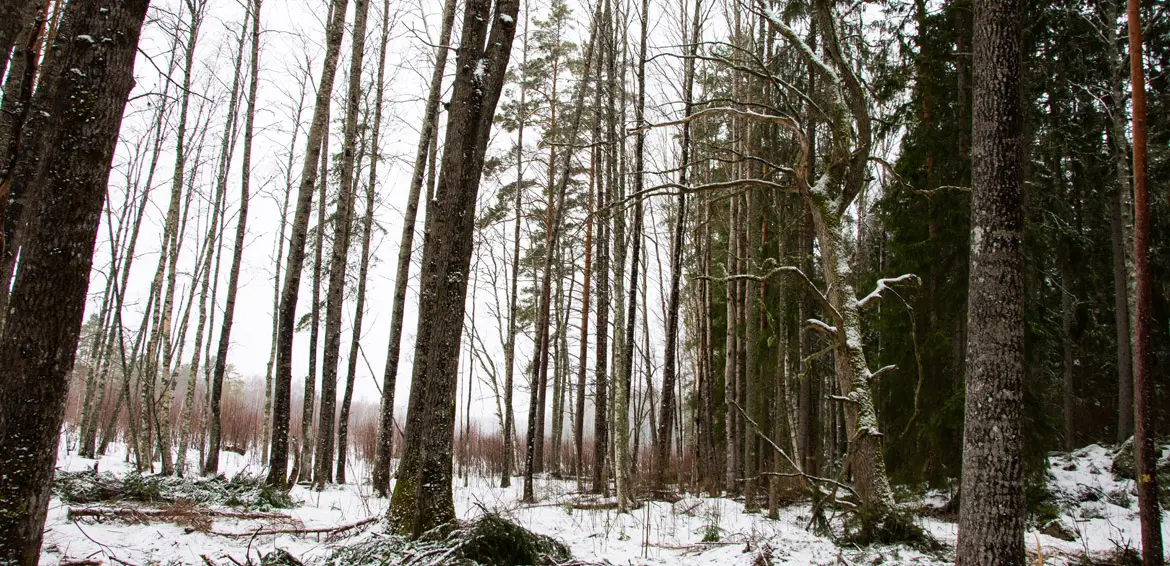 En gammal knotig ek har, tillsammans med aspar och björkar, fått ljus och utrymme när granarna har gallrats bort. Foto: Ulrika Lagerlöf/Skogssällskapet