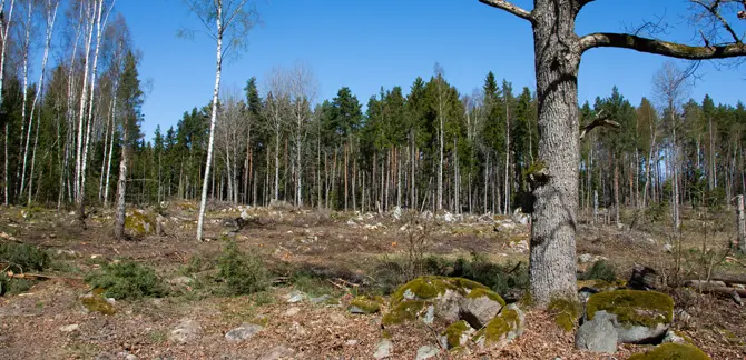 Hygge som ska planteras med ädellöv. Foto: Ulrika Lagerlöf